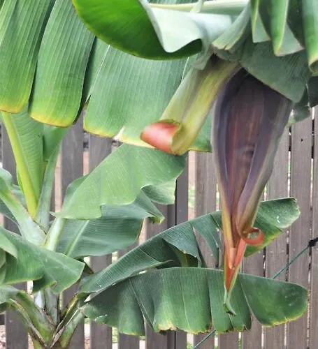 Chimeneas Apartamento *