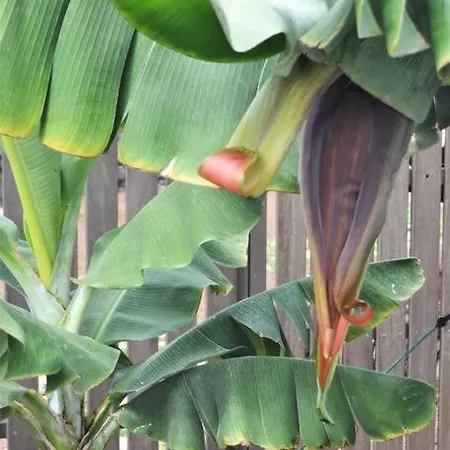 Chimeneas Apartamento *